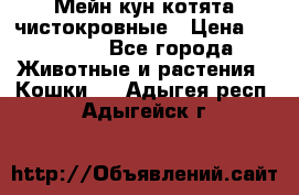 Мейн-кун котята чистокровные › Цена ­ 25 000 - Все города Животные и растения » Кошки   . Адыгея респ.,Адыгейск г.